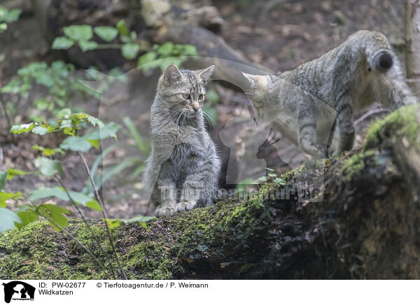 Wildkatzen / PW-02677