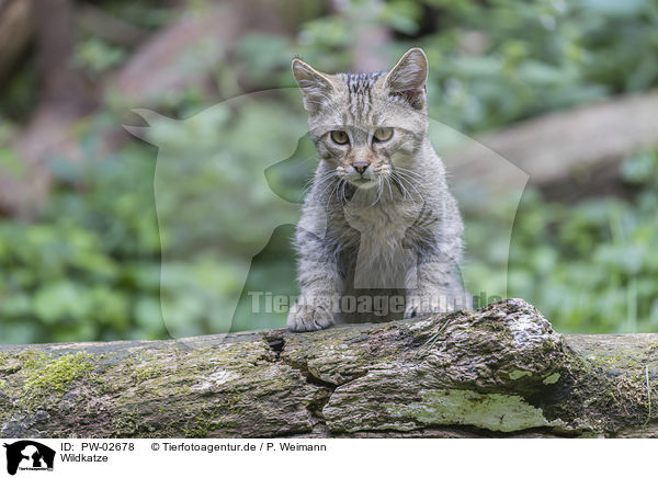 Wildkatze / wildcat / PW-02678