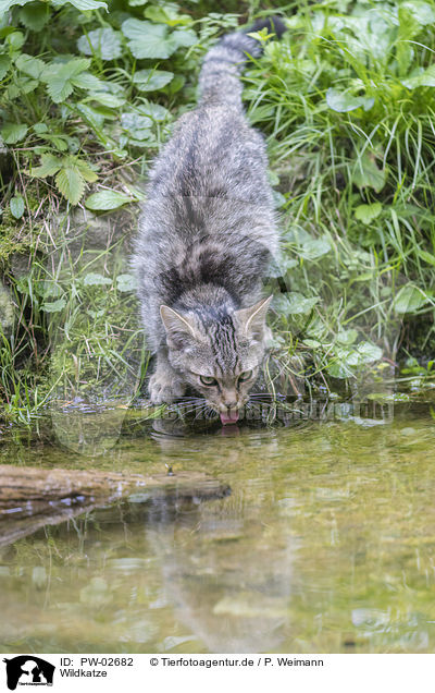 Wildkatze / PW-02682