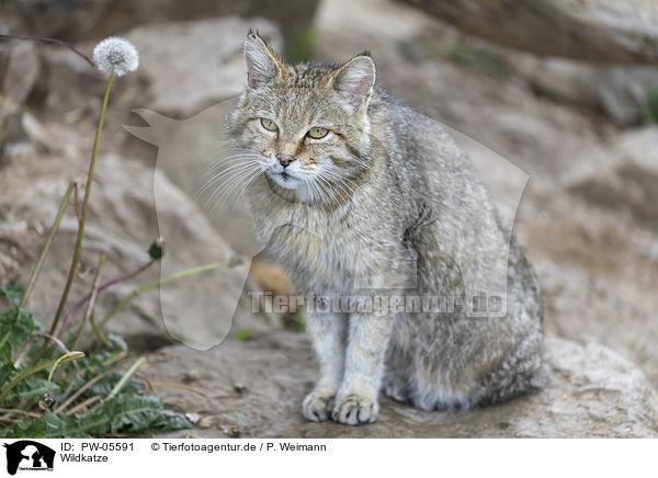 Wildkatze / PW-05591