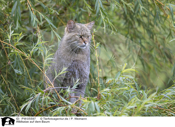 Wildkatze auf dem Baum / PW-05597