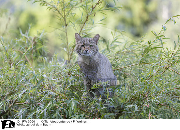 Wildkatze auf dem Baum / PW-05601