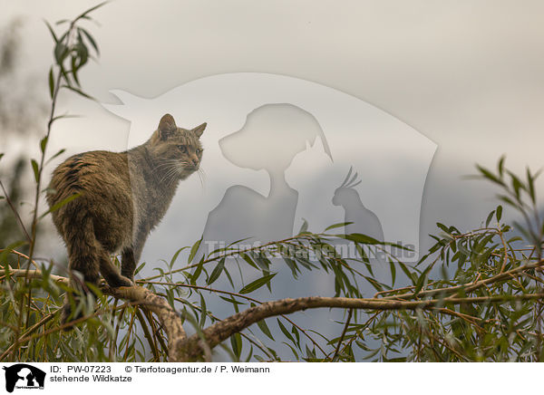 stehende Wildkatze / standing Wildcat / PW-07223