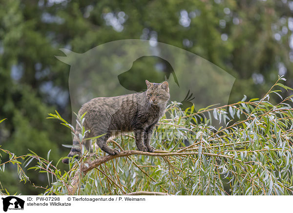 stehende Wildkatze / standing Wildcat / PW-07298
