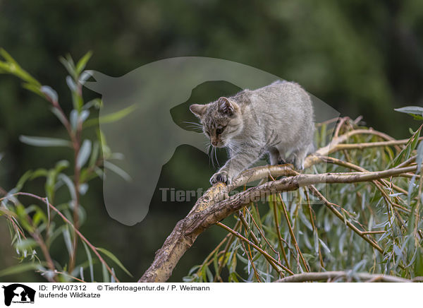 laufende Wildkatze / PW-07312