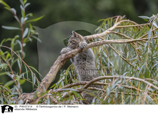 sitzende Wildkatze / PW-07314