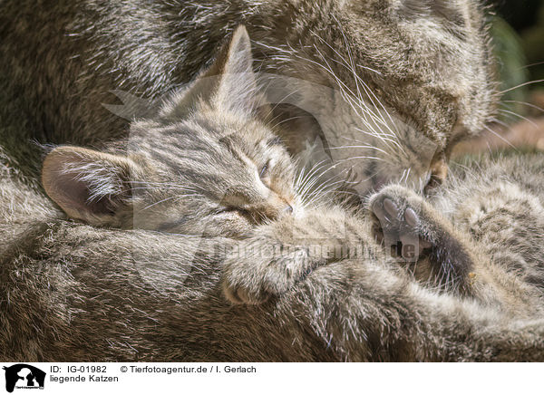 liegende Katzen / lying Cats / IG-01982