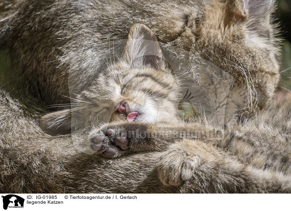 liegende Katzen / lying Cats / IG-01985