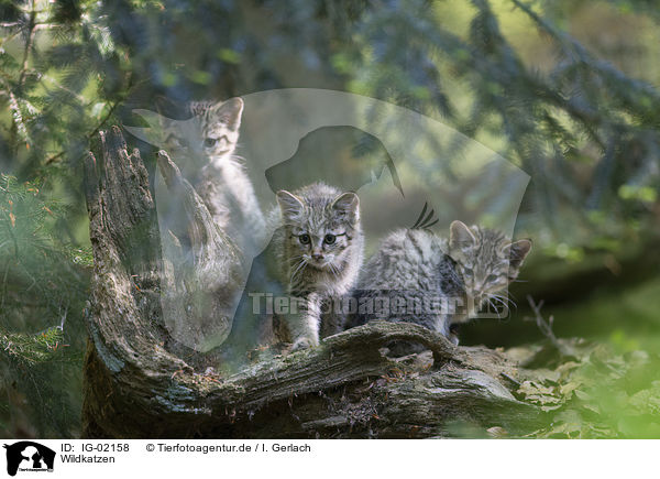 Wildkatzen / Wildcats / IG-02158