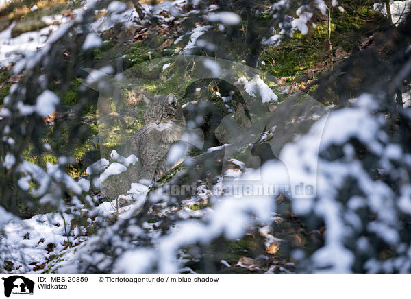 Wildkatze / Wildcat / MBS-20859