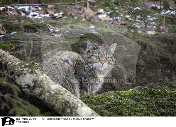 Wildkatze / MBS-20861