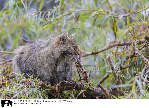 Wildkatze auf dem Baum / Wildcat on the tree / PW-08869