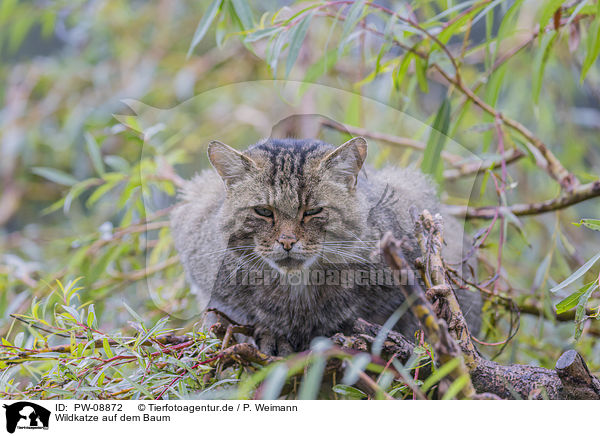 Wildkatze auf dem Baum / PW-08872