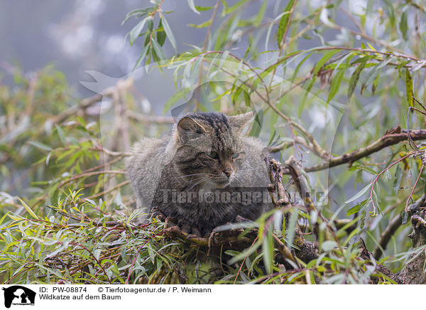 Wildkatze auf dem Baum / PW-08874