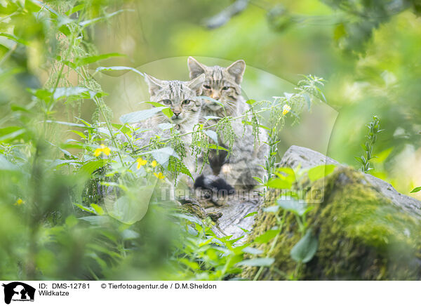 Wildkatze / wildcat / DMS-12781