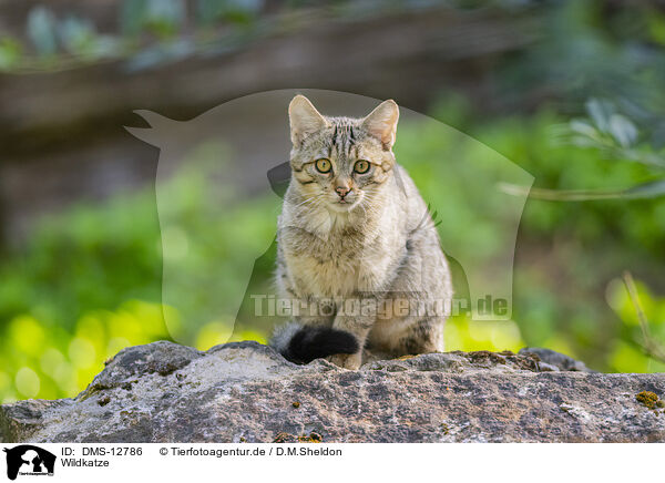 Wildkatze / wildcat / DMS-12786