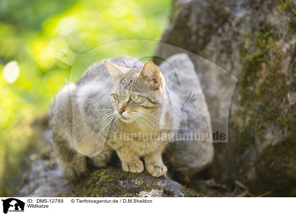 Wildkatze / wildcat / DMS-12789