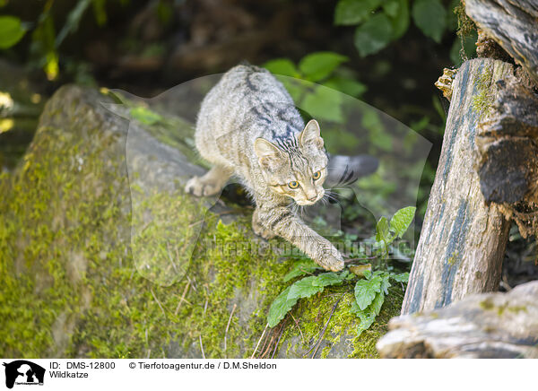 Wildkatze / wildcat / DMS-12800