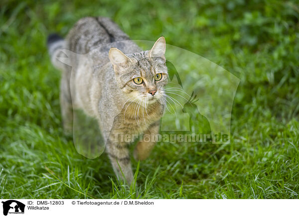 Wildkatze / wildcat / DMS-12803