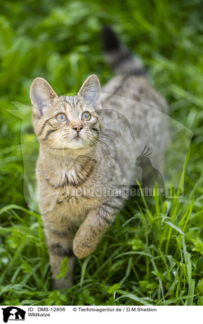 Wildkatze / wildcat / DMS-12806