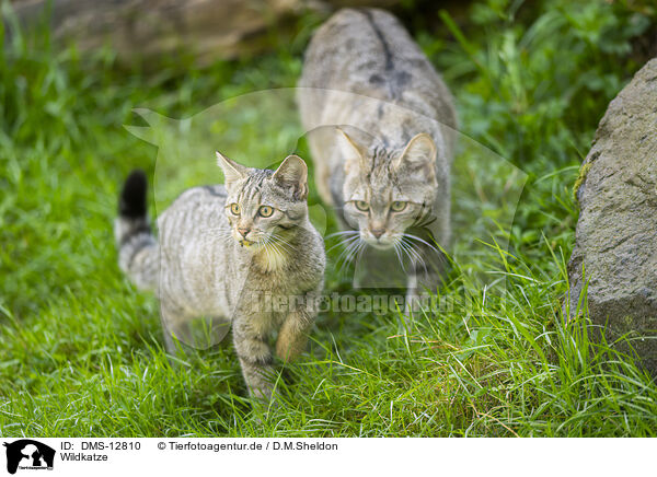 Wildkatze / wildcat / DMS-12810