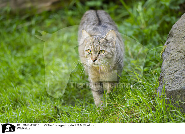 Wildkatze / wildcat / DMS-12811