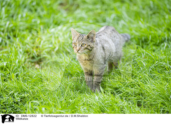 Wildkatze / wildcat / DMS-12822