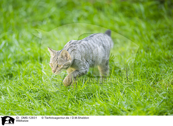 Wildkatze / wildcat / DMS-12831