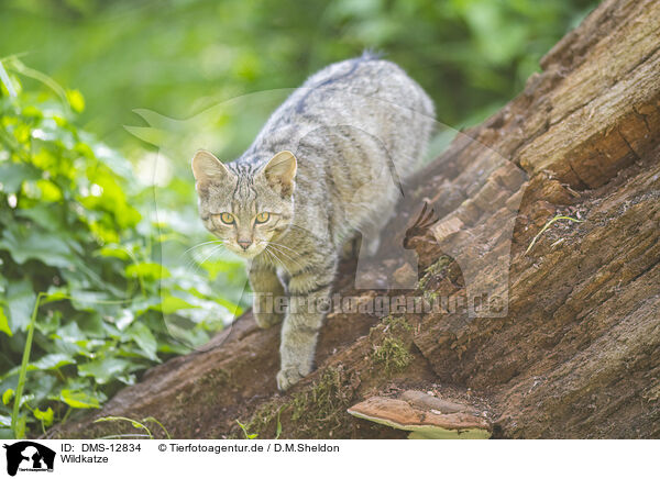 Wildkatze / wildcat / DMS-12834