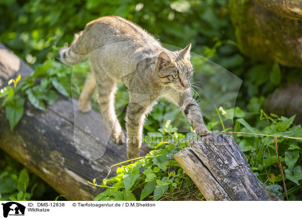 Wildkatze / wildcat / DMS-12838
