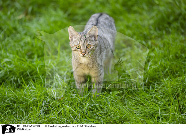Wildkatze / wildcat / DMS-12839
