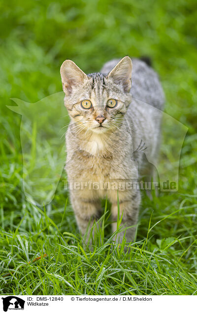 Wildkatze / wildcat / DMS-12840