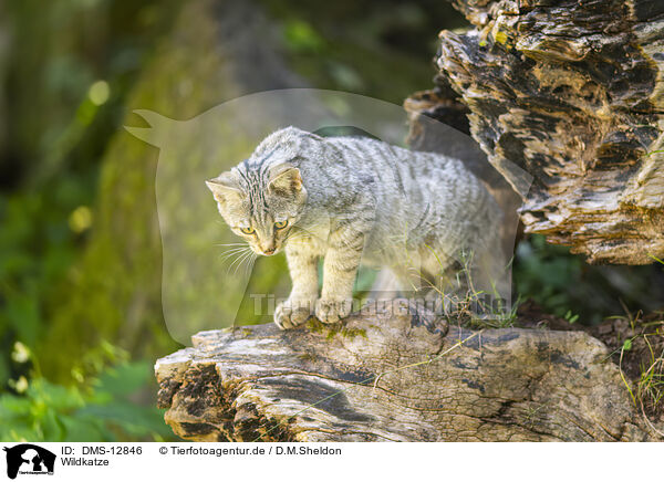 Wildkatze / wildcat / DMS-12846