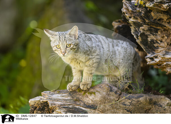 Wildkatze / wildcat / DMS-12847