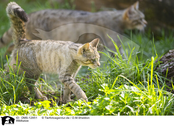 Wildkatze / wildcat / DMS-12851