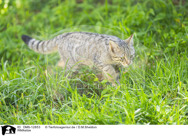 Wildkatze / wildcat / DMS-12853