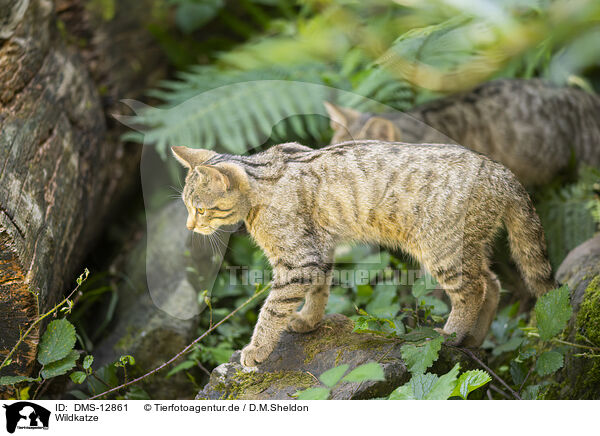 Wildkatze / wildcat / DMS-12861