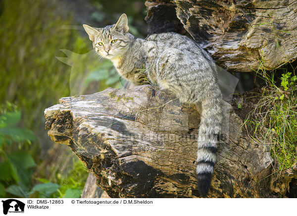 Wildkatze / wildcat / DMS-12863