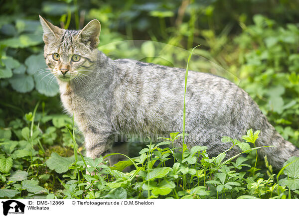 Wildkatze / wildcat / DMS-12866