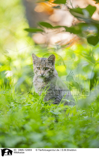 Wildkatze / wildcat / DMS-12869