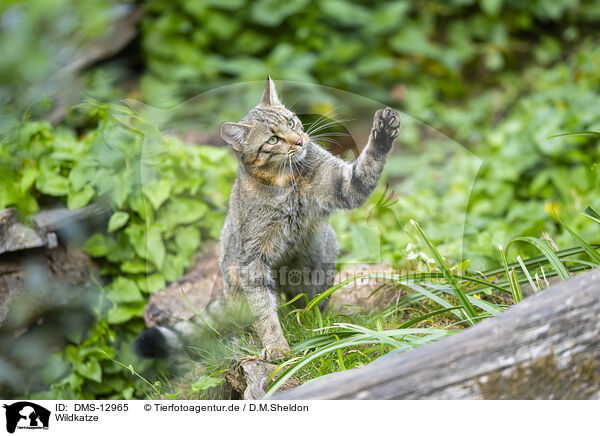 Wildkatze / wildcat / DMS-12965