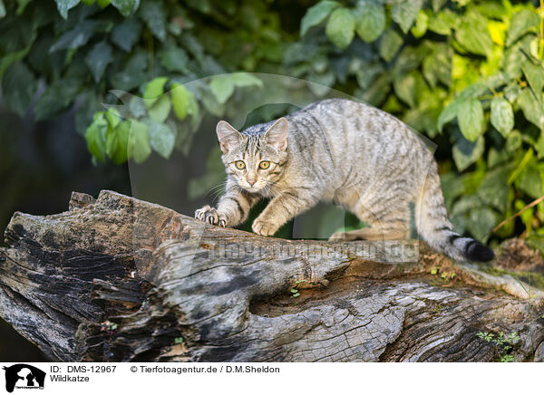 Wildkatze / wildcat / DMS-12967