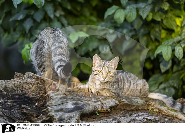 Wildkatze / wildcat / DMS-12969