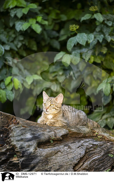 Wildkatze / DMS-12971