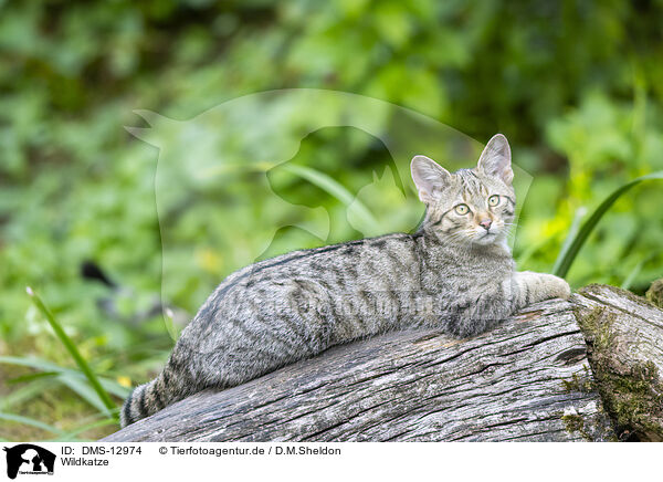 Wildkatze / wildcat / DMS-12974