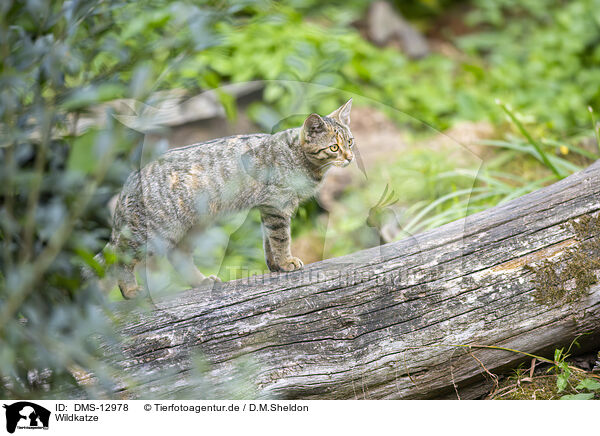 Wildkatze / wildcat / DMS-12978
