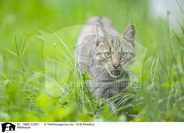 Wildkatze / wildcat / DMS-12991