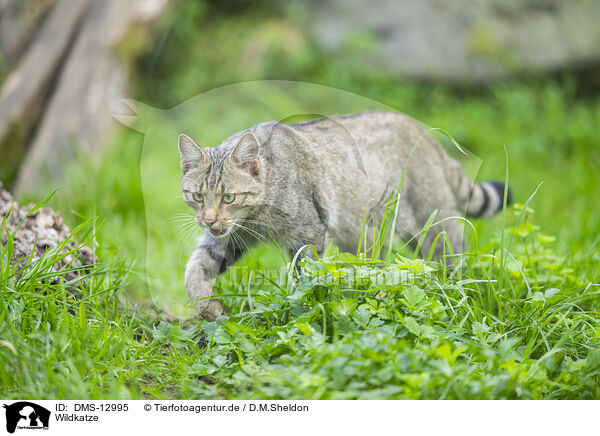 Wildkatze / wildcat / DMS-12995