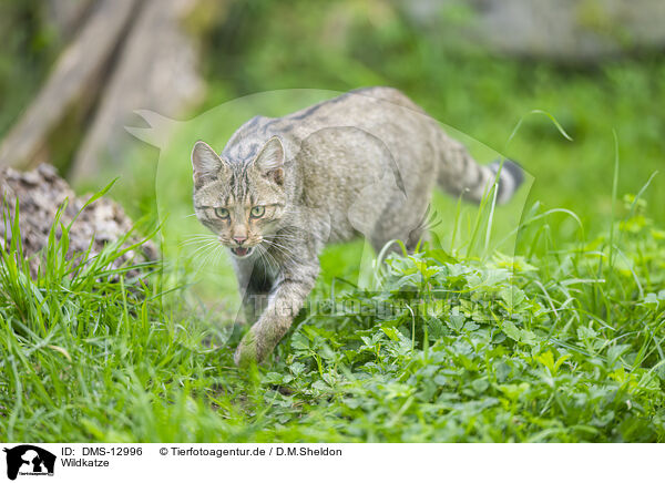 Wildkatze / wildcat / DMS-12996