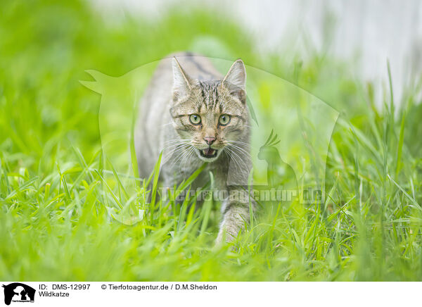 Wildkatze / wildcat / DMS-12997